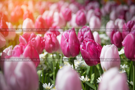 purple tulip fields are growing every year in the Netherlands. Стоковое фото, агентство Ingram Publishing / Фотобанк Лори