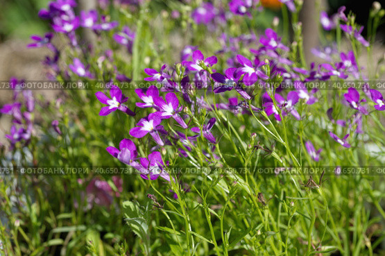 Пурпурная лобелия (лат. Lobelia) цветет в саду. Стоковое фото, фотограф Елена Коромыслова / Фотобанк Лори