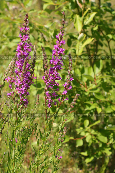 Пурпурные соцветия дербенника иволистного (Плакун-трава, Lythrum salicaria L.) Стоковое фото, фотограф Щеголева Ольга / Фотобанк Лори