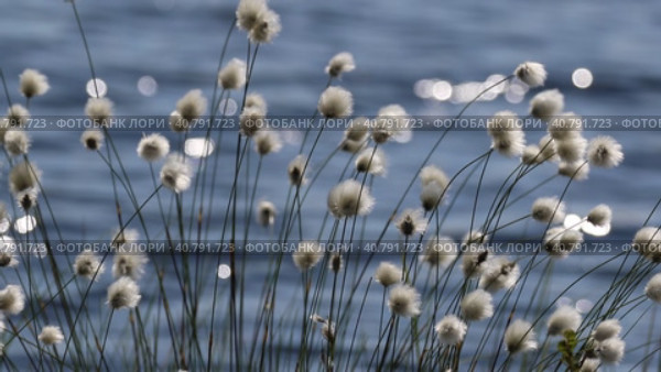 Пушица Шейхцера - Eriophorum scheuchzeric. Растение на фоне волн, Ямало-Ненецкий автономный округ. Стоковое видео, видеограф Григорий Писоцкий / Фотобанк Лори