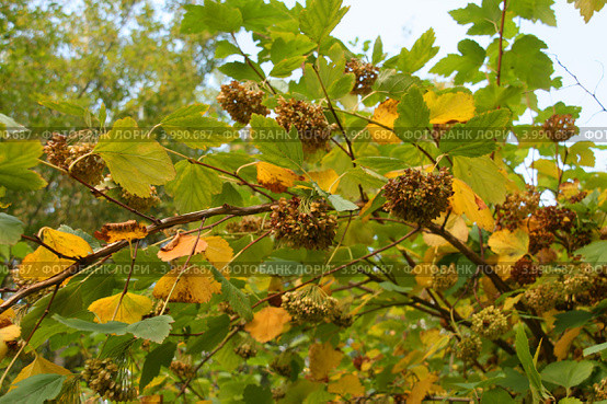 Пузыреплодник калинолистный (Physocarpus opulifolius (L.) Maxim.). Ветви с созревающими плодами. Стоковое фото, фотограф Щеголева Ольга / Фотобанк Лори