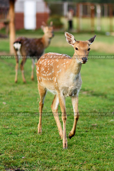 Пятнистые олени (Cervus nippon) Стоковое фото, фотограф Игорь Низов / Фотобанк Лори