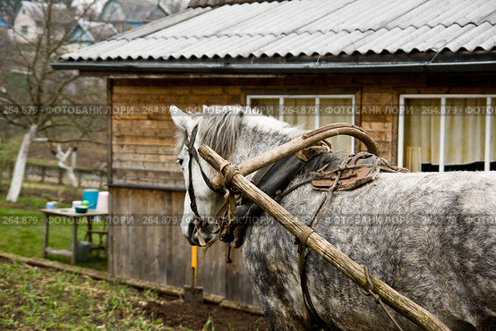 Рабочая лошадь на дачном участке. Стоковое фото, фотограф Светлана Кучинская / Фотобанк Лори