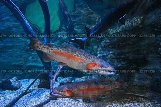 Радужная форель или микижа (Oncorhynchus mykiss) Стоковое фото, фотограф Татьяна Белова / Фотобанк Лори