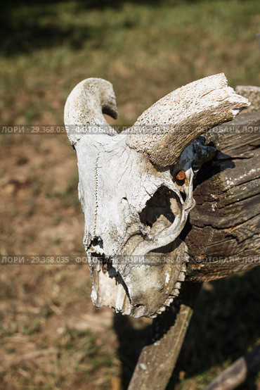 Ram skull outdors on summer day. Стоковое фото, фотограф Николай Чутчиков / Фотобанк Лори