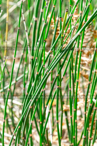 Растение Хвощ зимующий ( лат. Equisetum hyemale ) Стоковое фото, фотограф Евгений Мухортов / Фотобанк Лори