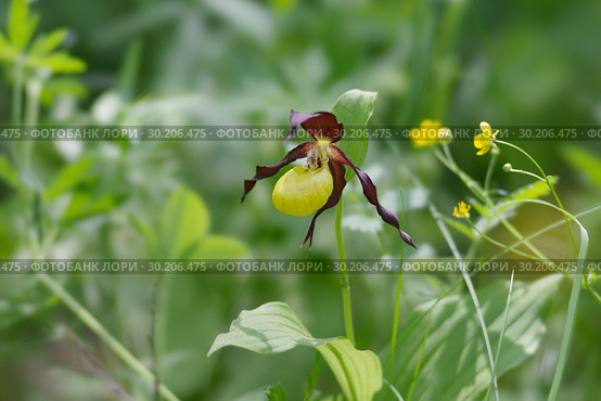 Растение Красной книги - Венерин башмачок настоящий (Cypripedium calceolus) в естественной среде обитания. Стоковое фото, фотограф Светлана Попова / Фотобанк Лори