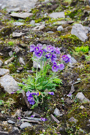 Растение вида синюха северная (лат. Polemonium boreale), растущее на каменистом склоне на юге Новой Земли. Стоковое фото, фотограф Сергей Гусев / Фотобанк Лори