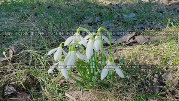 Расцвели подснежники  snowdrops and primroses have blossomed. Стоковое видео, видеограф Соболева Наталия / Фотобанк Лори