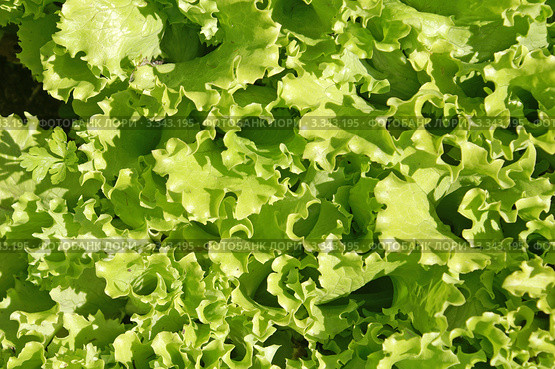 Растущий салат, вид сверху (Lactuca sativa L) Стоковое фото, фотограф Охотникова Екатерина *Фототуристы* / Фотобанк Лори