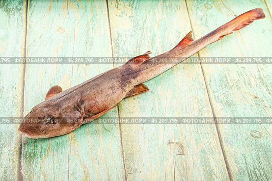 Raw indian catshark for cooking. Стоковое фото, фотограф Андрей Старостин / Фотобанк Лори