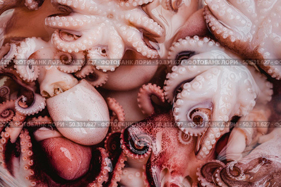 raw octopus background. High resolution photo. raw octopus background. High quality photo. Стоковое фото, агентство Ingram Publishing / Фотобанк Лори