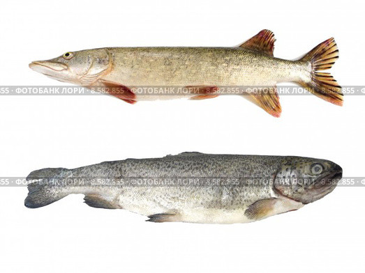 Raw pike and trout isolated. Стоковое фото, фотограф Miroslav Beneda / PantherMedia / Фотобанк Лори