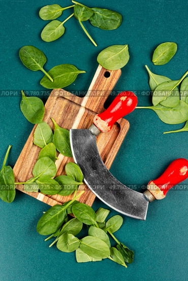 Raw spinach leaves on the kitchen table. Fresh spinach salad preparation kitchen recipe. Top view.. Fresh spinach leaves. Стоковое фото, агентство Ingram Publishing / Фотобанк Лори