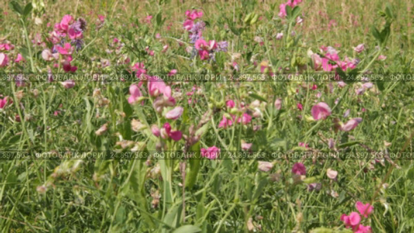 Разнотравье. Луговые цветы. Чина клубненосная (клубеньковая) (Lathyrus tuberosus) Стоковое видео, видеограф Дудакова / Фотобанк Лори