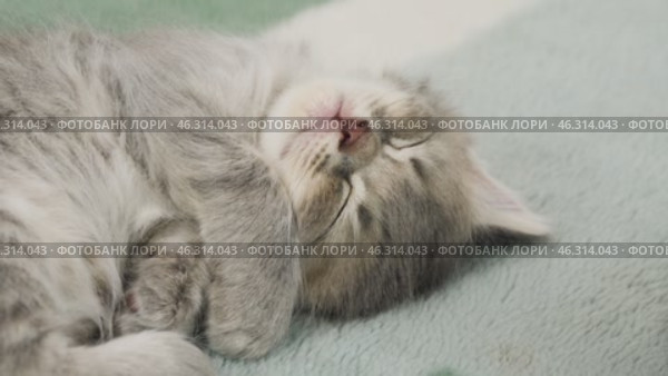 Разноцветные котята спят. A colorful kittens are sleeping. Стоковое видео, видеограф Евгений Романов / Фотобанк Лори