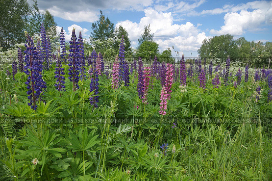 Разноцветные люпины (лат. Lupinus) на лугу летним днем. Стоковое фото, фотограф Елена Коромыслова / Фотобанк Лори