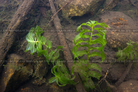 Рдест пронзеннолистный (Potamogeton perfoliatus) на дне российского водоема. Стоковое фото, фотограф Сергей Дубров / Фотобанк Лори