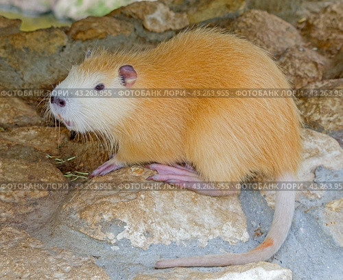 Речная крыса или нутрия в зоопарке. Coypu (Myocastor coypus), also known as river rat or nutria. Стоковое фото, фотограф Татьяна Д / Фотобанк Лори