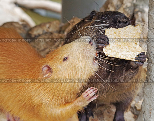 Речная крыса или нутрия в зоопарке. Coypu (Myocastor coypus), also known as river rat or nutria. Стоковое фото, фотограф Татьяна Д / Фотобанк Лори
