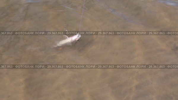 Речной ерш пойманный на донку удерживается на поводке в воде.   Концептуально: привычка, зависимость, удержание. Стоковое видео, видеограф Круглов Олег / Фотобанк Лори