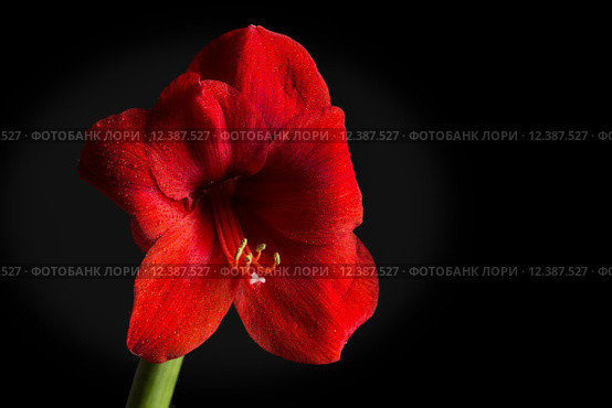 Red amaryllis flower on black background. Hippeastrum hortorum. Amaryllis are known as belladonna lily, Jersey lily, naked lady, Amarillo or, in South Africa, March lily. Стоковое фото, фотограф Nicola Galiero / PantherMedia / Фотобанк Лори