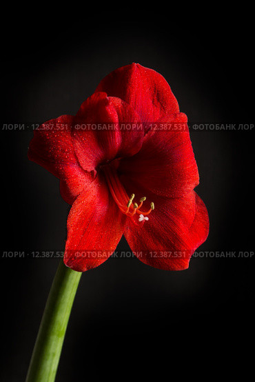 Red amaryllis flower on black background. Hippeastrum hortorum. Amaryllis are known as belladonna lily, Jersey lily, naked lady, Amarillo or, in South Africa, March lily. Стоковое фото, фотограф Nicola Galiero / PantherMedia / Фотобанк Лори