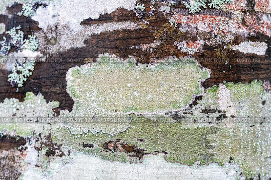 Red and green crustose and foliose lichens growing on textured tree bark in a natural forest habitat, natural background, copy space. Стоковое фото, фотограф Елена Гоосен / Фотобанк Лори