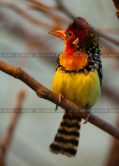 Red and Yellow Barbet sitting on branch in park. Стоковое фото, фотограф Яков Филимонов / Фотобанк Лори