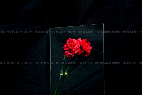 red carnation flower reflecting glass black background. Стоковое фото, агентство Ingram Publishing / Фотобанк Лори