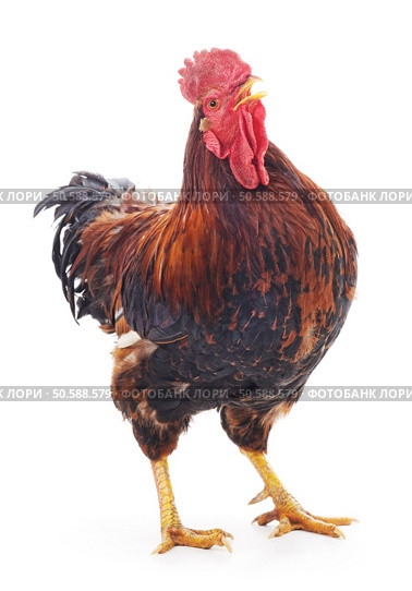 Red cock isolated on a white background. Стоковое фото, агентство Ingram Publishing / Фотобанк Лори