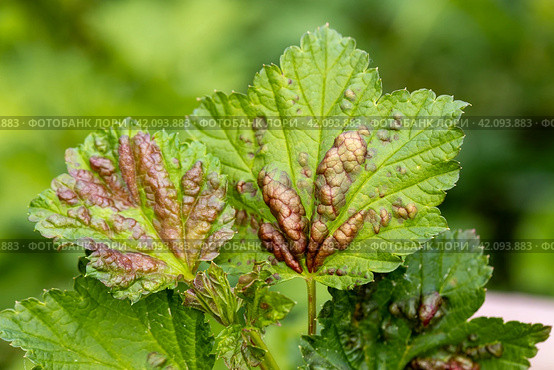 Red currant leaves attacked by the fungus Anthracnose. Gallic aphids on the leaves. Стоковое фото, фотограф Ольга Сейфутдинова / Фотобанк Лори
