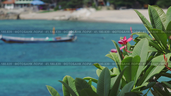 Red frangipani plumeria flowers wiggle by the ocean breeze near tropical beach with rippled turquoise blue water in background. Стоковое фото, фотограф Igor Tichonow / Фотобанк Лори