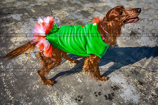 Red Irish setter in a green suit with a big bow in St.Patrick 's Day. Стоковое фото, фотограф Iva Noel / Фотобанк Лори