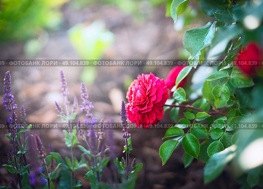 Red rose and sage flowers on sunny garden or park background. Стоковое фото, агентство Ingram Publishing / Фотобанк Лори