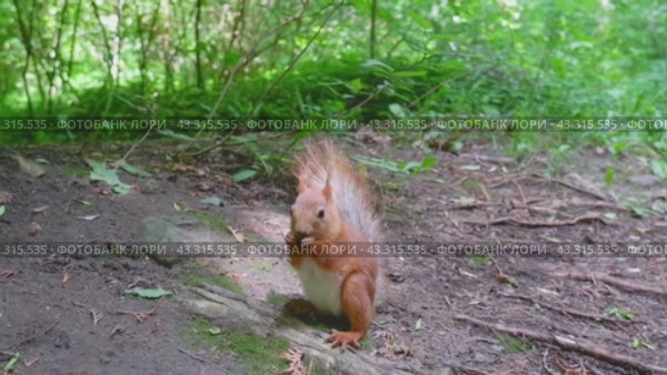 Red squirrel on a tree stump in the wild nibbles seeds and nuts. Animal on a green background. Стоковое видео, видеограф Екатерина Золина / Фотобанк Лори
