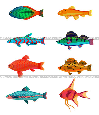 Red zebra and jewel cichlid set of tropical fish. Colorful cold-blooded animals of marine and ocean environment, isolated on vector illustration. Red Zebra and Jewel Cichlid Vector Illustration. Стоковая иллюстрация, агентство Ingram Publishing / Фотобанк Лори