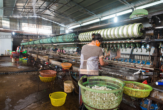 Reeling or unwinding the silk filaments from silkworm cocoons (2017 год). Стоковое фото, фотограф Александр Подшивалов / Фотобанк Лори