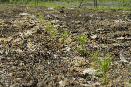 Рекультивация участка добычи нефти. Посадка саженцев сосны. Reclamation of an oil production site. Planting pine seedlings. Стоковое фото, фотограф Евгений Романов / Фотобанк Лори