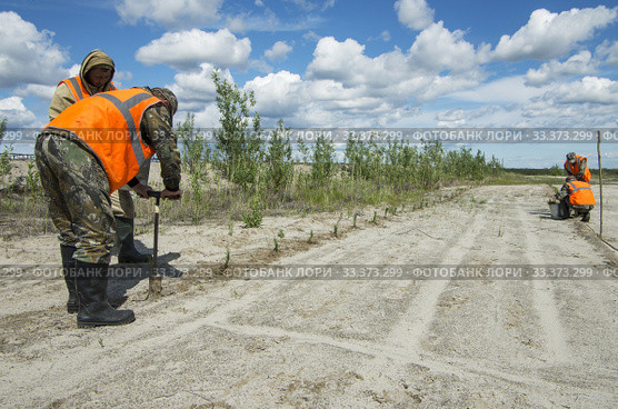 Рекультивация участка добычи нефти. Посадка саженцев сосны. Reclamation of an oil production site. Planting pine seedlings. (2015 год). Редакционное фото, фотограф Евгений Романов / Фотобанк Лори
