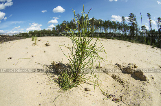 Рекультивация участка добычи нефти. Посадка саженцев сосны. Reclamation of an oil production site. Planting pine seedlings. Стоковое фото, фотограф Евгений Романов / Фотобанк Лори