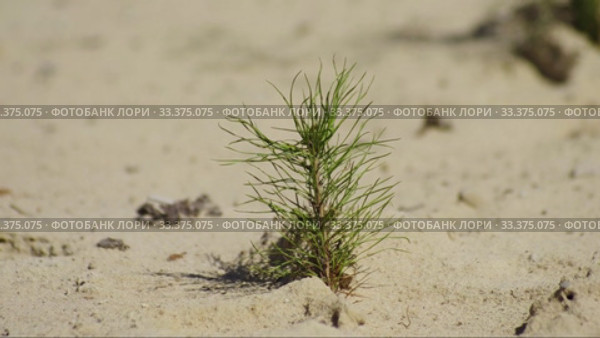 Рекультивация участка добычи нефти. Посадка саженцев сосны. Reclamation of an oil production site. Planting pine seedlings. Стоковое видео, видеограф Евгений Романов / Фотобанк Лори