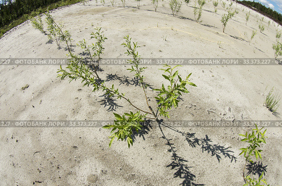 Рекультивация участка нефтедобычи. Высадка саженцев ивы. Reclamation of an oil production site. Planting willow seedlings. Стоковое фото, фотограф Евгений Романов / Фотобанк Лори