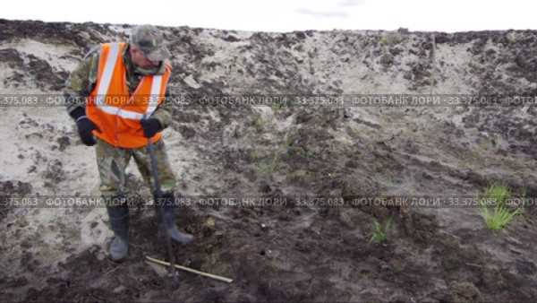 Рекультивация участка нефтедобычи. Высадка саженцев ивы. Reclamation of an oil production site. Planting willow seedlings. (2015 год). Редакционное видео, видеограф Евгений Романов / Фотобанк Лори