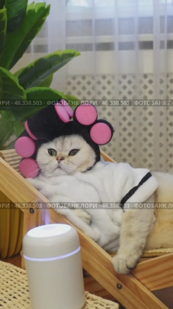 Relaxed cat in spa setting with hair rollers and modern gadgets. Стоковое видео, видеограф Zakharova Natasha / Фотобанк Лори