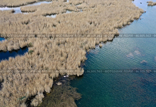 Республика Дагестан. Погибшие птицы в Аграханском заливе. Стоковое фото, фотограф Муса Салгереев / ТАСС / Фотобанк Лори