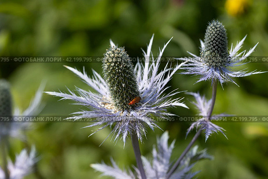 Rhagonycha fulva or rufous softfoot on a blue eryngium flower. Стоковое фото, фотограф Ольга Сейфутдинова / Фотобанк Лори