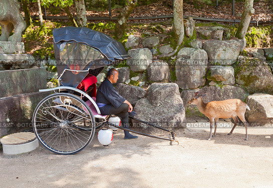Рикша и пятнистый олень (Cervus nippon) на острове Ицукусима (Миядзима), Япония (2015 год). Редакционное фото, фотограф Иван Марчук / Фотобанк Лори