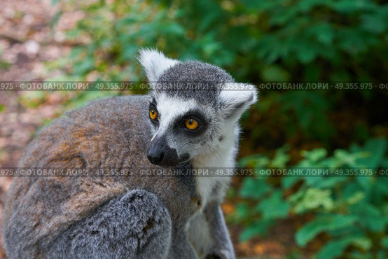 Ring tailed lemur outdoor forest. Ring tailed lemur outdoor forest image. Стоковое фото, агентство Ingram Publishing / Фотобанк Лори