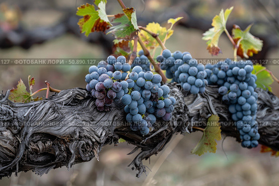 Ripe grapes hanging on the vine in a vineyard. Стоковое AI-изображение, AI-художник Иван Рябоконь / Фотобанк Лори